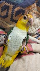 קאיק נקבה ג'ינג'ית גזעית מהממת