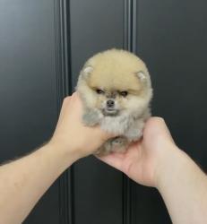 גורי פומרניין דובי בצבע קרם