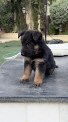 גור רועה גרמני נשאר נקבה אחרונה גזעית