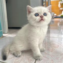 גורים מקסימים לאימוץ לכל משפחה מקסימה