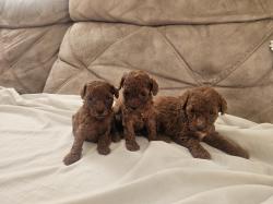 גורים נדירים בני חודש , הורים עם תעודות