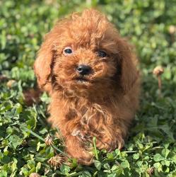 גורי פודל זכרים ונקבות חמודים