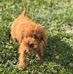 יש לנו גורי פודל זכרים