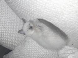 רגדול יפיפיה כולל חיסונים