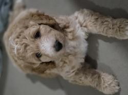 גורי שיפדודל Sheepadoodle מהממים! היפואל...