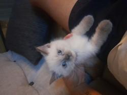 רגדול יפיפיה כולל חיסונים