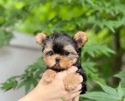 יש לנו גורת יורקשייר טרייר