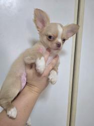 גור צ'וואווה שעיר ארוך ראש