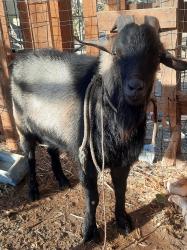 עז גמדי זכר בן כשנתיים