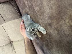 גורי סקוטיש פולד, זכרים ונקבות, זמינים