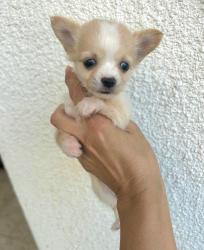 גורי ציוואוואה ננסי קטנים בני