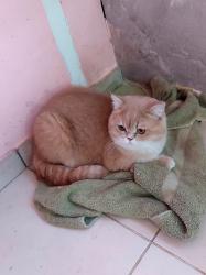 חתול בריטי בן שנה וחצי,לא מסורס