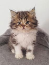 גורים סקוטיש היילנד מעלפיםמחונכים לעשיי...