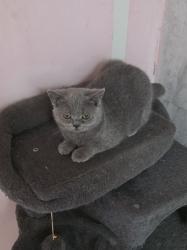 גורים סקוטי בני 3