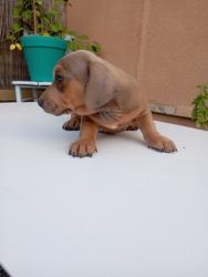 תחש מעורב,אחרי חיסון ראשון ותילוע