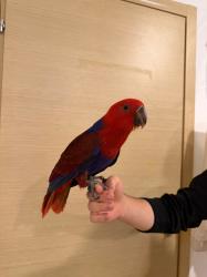 אקלקטוסית בת שלושה וחצי חודשים