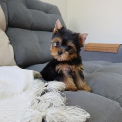 יש לנו גורת יורקשייר טרייר מקסימה לאימוץ