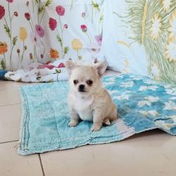 גורי צ'יוואווה ארוכי שיער