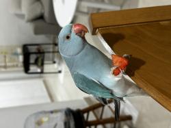 דררה כחולה האכלת יד ברמה גבוהה