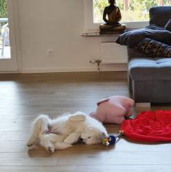 גורי סמויד למכירהגורי למכירה!