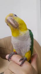 קאיק נקבה ג'ינג'ית גזעית מהממת