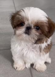 גורי שיצו גזעיים ברמה גבוהה