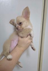 גור צ'וואווה שעיר ארוך ראש