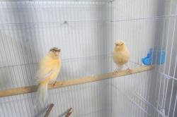 זוג כנריות (כנראה זכר ונקבה)