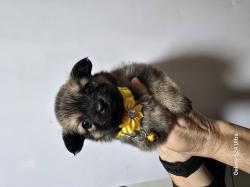 5 גורים מעלפים ויפים עם