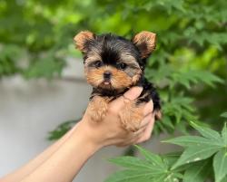 יש לנו גורת יורקשייר טרייר