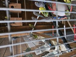 תוכונים במיגוון צבעים