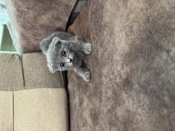 גורי סקוטיש פולד, זכרים ונקבות, זמינים