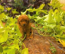 גורי פודל טוי / ננסי