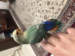 ציפור אהבה האכלת יד לא