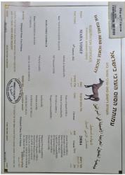 סוסה בת 4 שניםבהריון 8