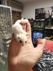 שוגרים צעירים בני שלושה חודשים