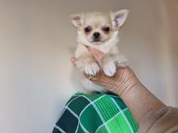 גור צ'יוואווה זכר מקסים, כדור קטן