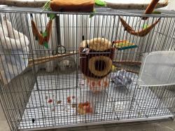 זוג שוגרים זכר ונקבה אפוריםמורגלים