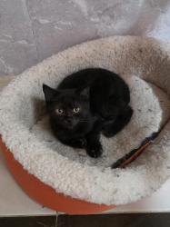 גורים סקוטי בני 4 חודש