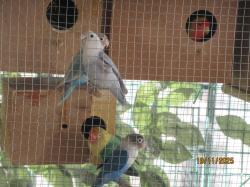 ברשותי זוגות פישרים וציפורי אהבה