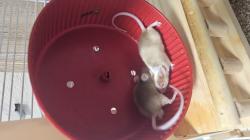 מיני עכברים בני חודשיים למכירה