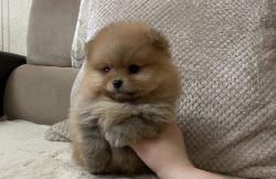 גורי פומרניין בצבע קרם נמסרים