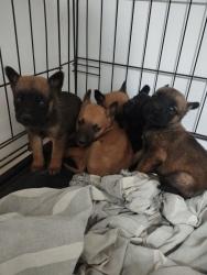 רועה בלגי, בני חודש וחצי,