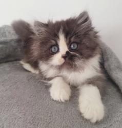 גורים סקוטיש היילנד מעלפיםמחונכים לעשיי...