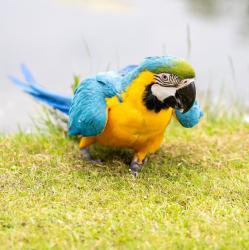 יש לנו תוכים מקסים המחפשים בית חדש