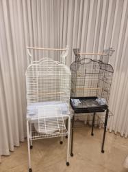 גוזל גרינציק האכלת יד גמול