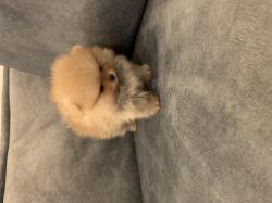 גורי פומרניין דובי בצבע קרם