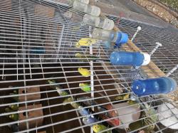 תוכונים במיגוון צבעים