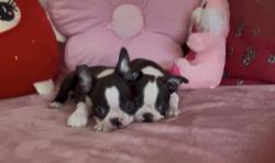 בוסטון טרייר עם תועות יוחסין