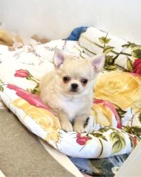 גור צ'יוואווה זכר מקסים, כדור קטן